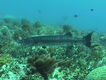 Barracuda en un arrecife de México.