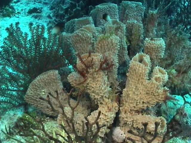 Coral de tubos.