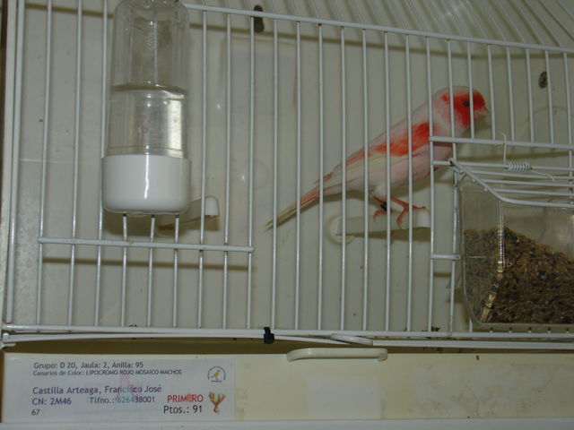 1º Premio individual en Rojos mosaicos.