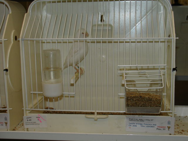 Oro en albino.