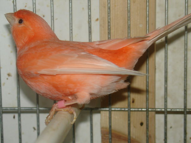 Rojo marfil  nevado.