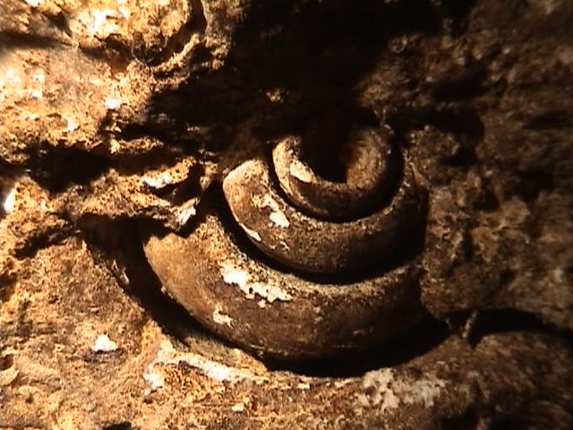 Fósil en Gran Cenote.