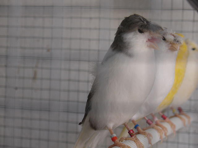 Pío blanco corona.