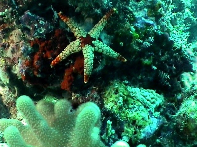 Estrella.