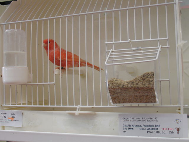 3º premio en equipos de rojos nevados.