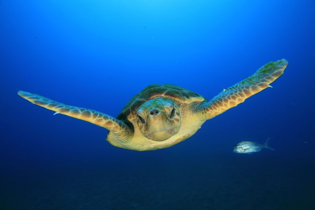 Careta careta (tortuga boba), en la playa de La Cueva. Autor: Juan Ramón Marcelino.