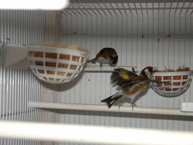 Pareja de pintos de La Gomera.