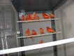 Hembras rojas en voladera, preparando la temporada de cría del 2.012.