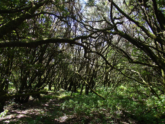 Parque Nacional de Garajonay. Patrimonio de la Humanidad.