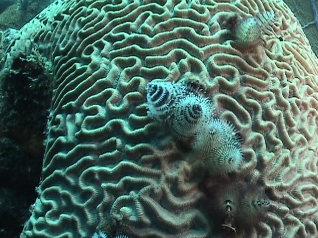 Gusanos árbol en gigantesco coral cerebro.