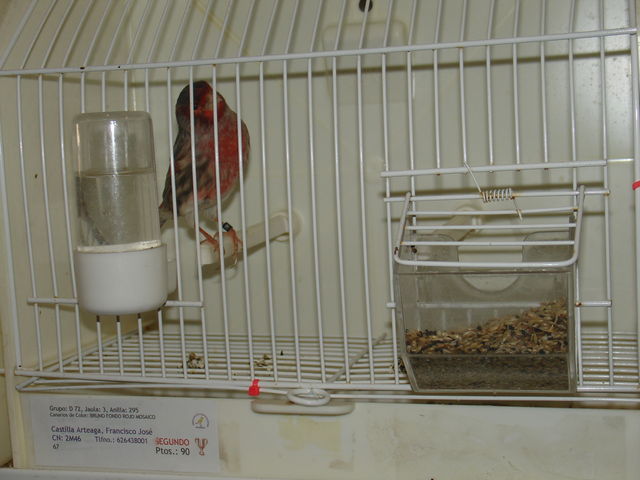 2º Premio individual en Brunos rojos mosaicos.