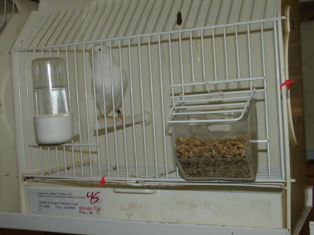 2º Premio en individual en Blancos recesivos.