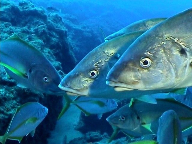 Jureles en El Desierto (Mar de las calmas).