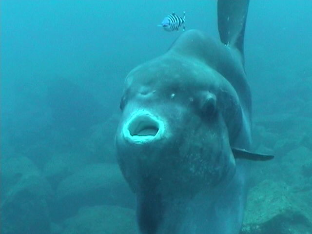 Pertenece a la especie más grande y nada siempre con su boca circular abierta.