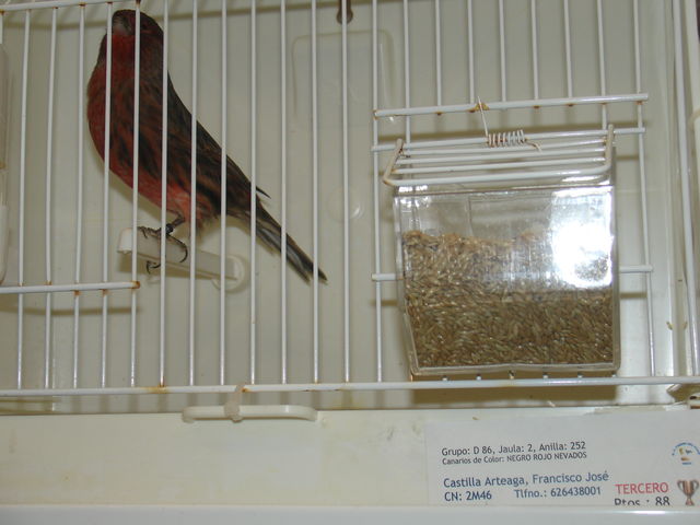 3º premio individual en bronces rojos nevados.