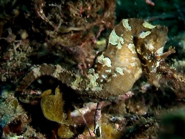 Caballito de mar en la bahía de La Restinga