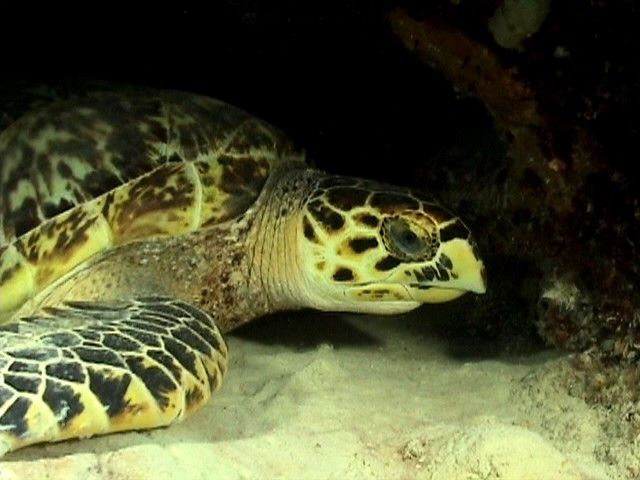 Enorme tortuga carey durmiendo en una cueva.